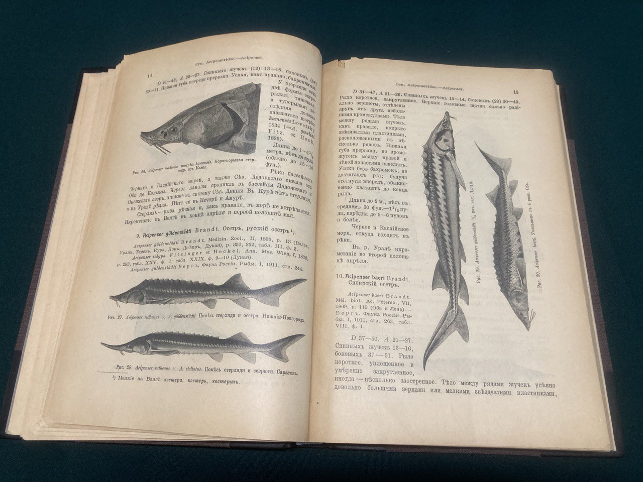 Берг Л.С. " Рыбы пресных вод Российской империи".