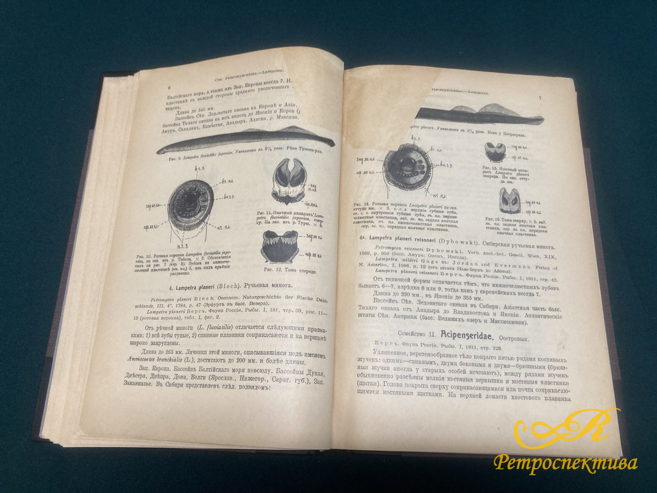 Берг Л.С. " Рыбы пресных вод Российской империи".