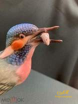 Фарфоровая статуэтка " Зимородок с рыбой." Германия, клеймо Volkstendter.